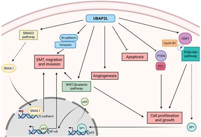 Ubiquitin Binding Protein 2-Like (UBAP2L): is it so NICE After All?